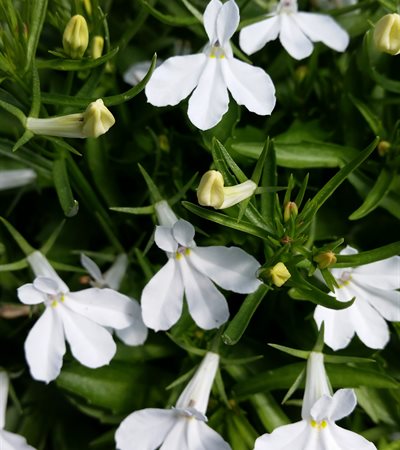 Lobelia Techno® Heat Upright White
